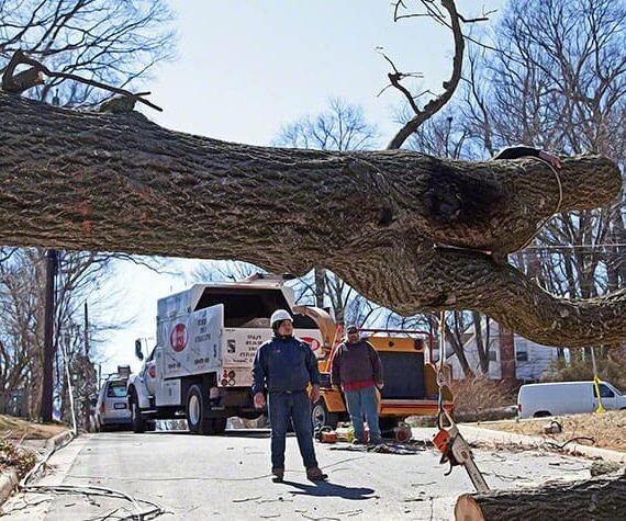 Is My Tree At Risk Of Falling Over?